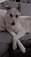 image_Personne sérieuse pour un gentil chien